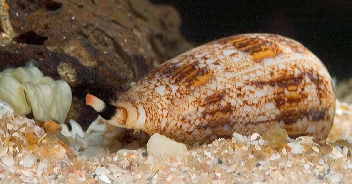 AVEEK Blogs Cone snail