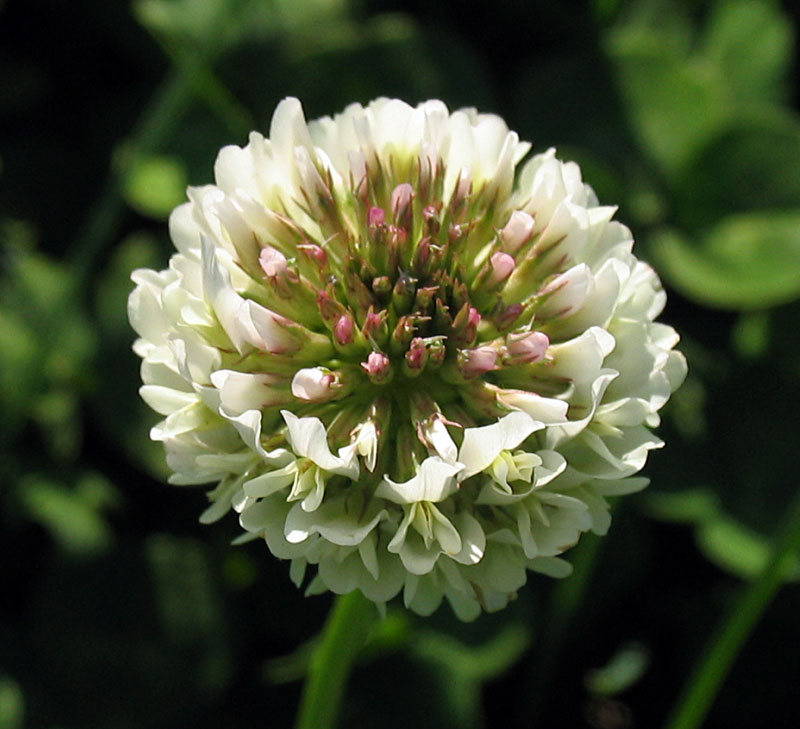 flowers for flower lovers. White clover flowers pictures.
