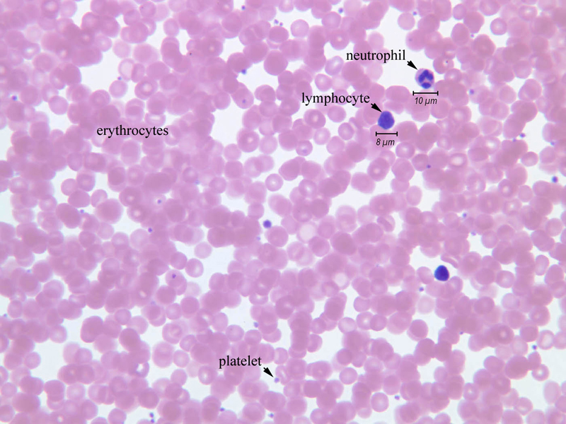 Principles of Human Anatomy and Physiology CHAPTER 4 Tissues, Glands