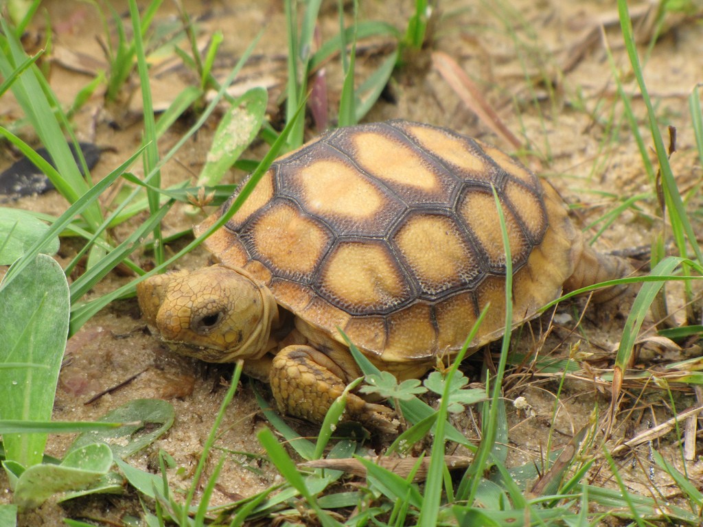 Baby Gopher Tortoise Food Baby Gopher Tortoise Food