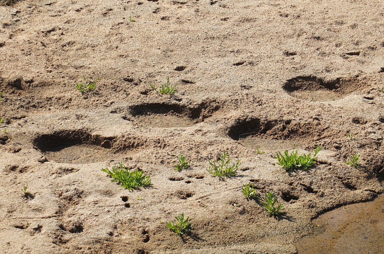 International Leisure Traveller Sabi Sabi Little Bush Camp June 2013