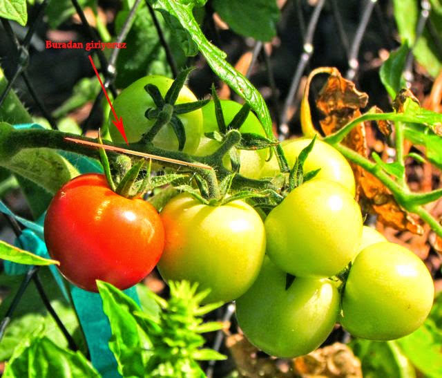 Bir serada domatesin üst sargısı: ne zaman ve hangi gübreleme için Bir serada domatesin üst sargısı: ne zaman ve hangi gübreleme için