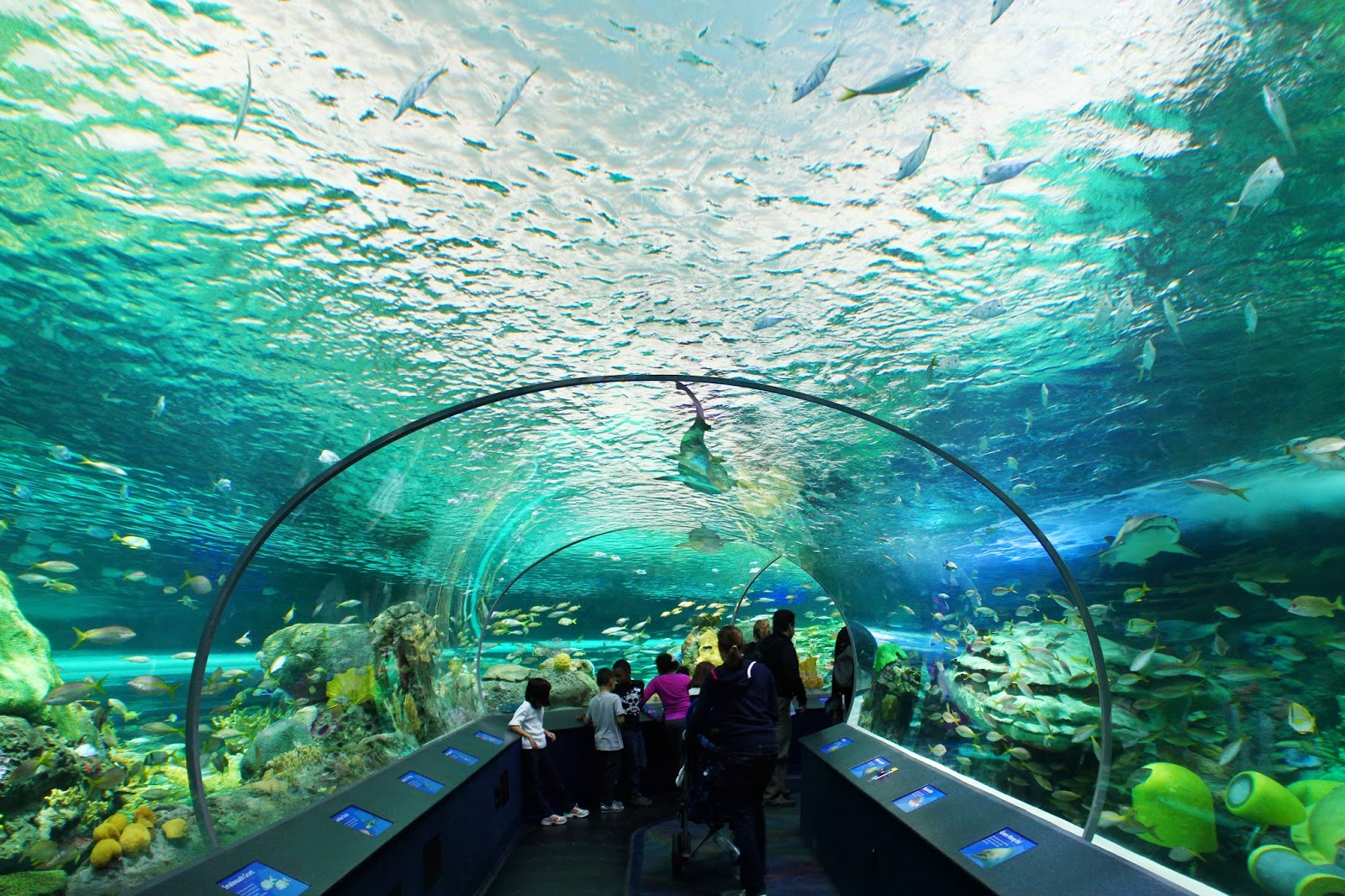 Toronto Ripley’s Aquarium » Laura Clarke Photos