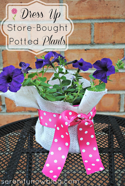 How to Dress Up Store-Bought Potted Plants (Teacher Gift Idea), from Serenity Now