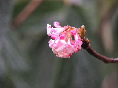 arbuste parfumé