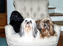 The 3 Shih Tzus