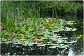 lilie wodne, water lilias, staw,, mallard duck, lake, rośliny wodne