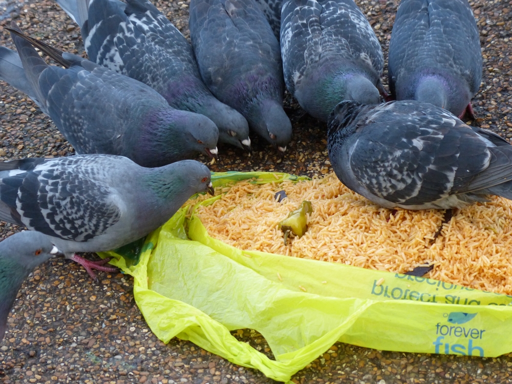 Kensington Gardens and Hyde Park birds