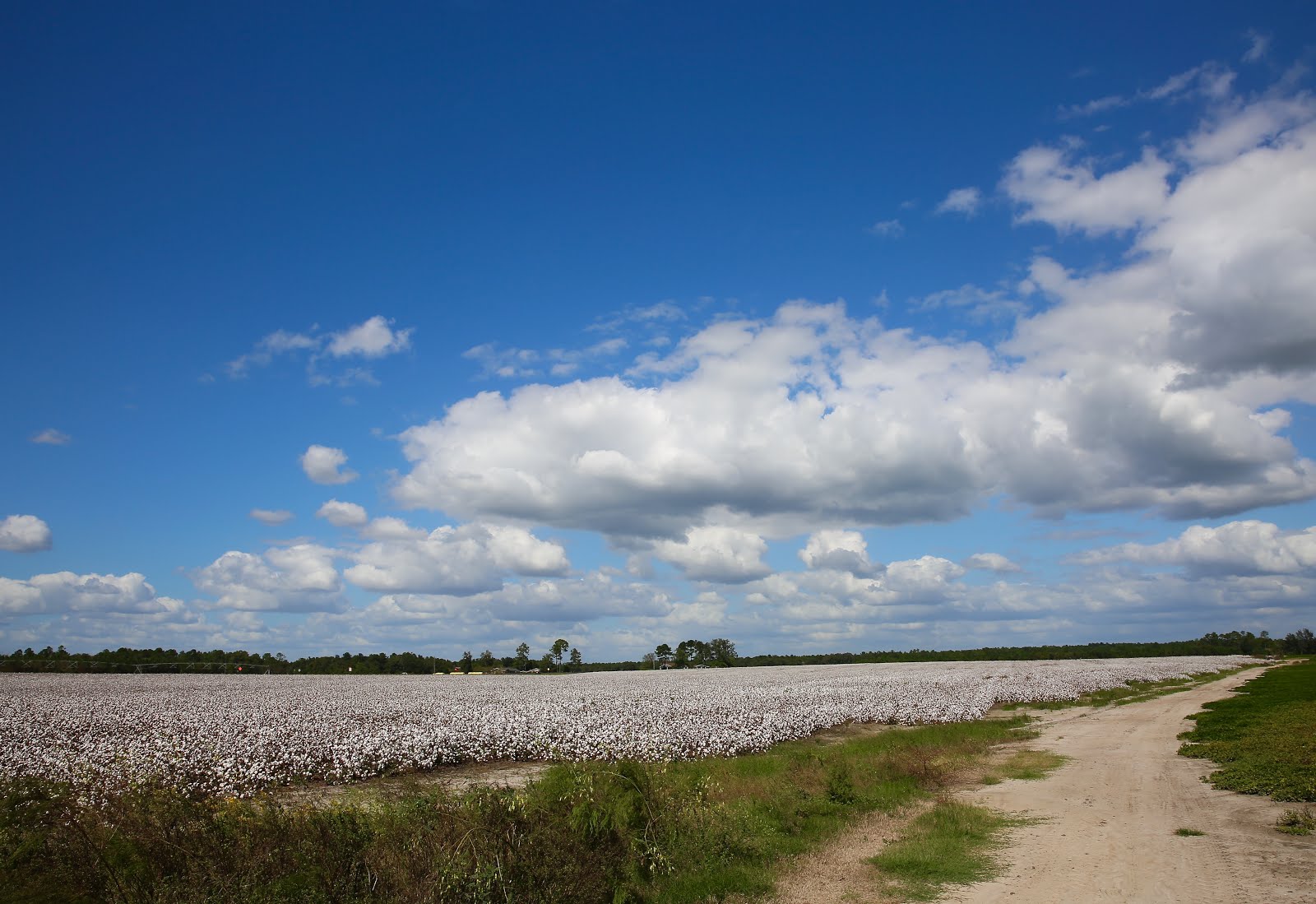 Sweet Southern Days The Cotton Fields of South