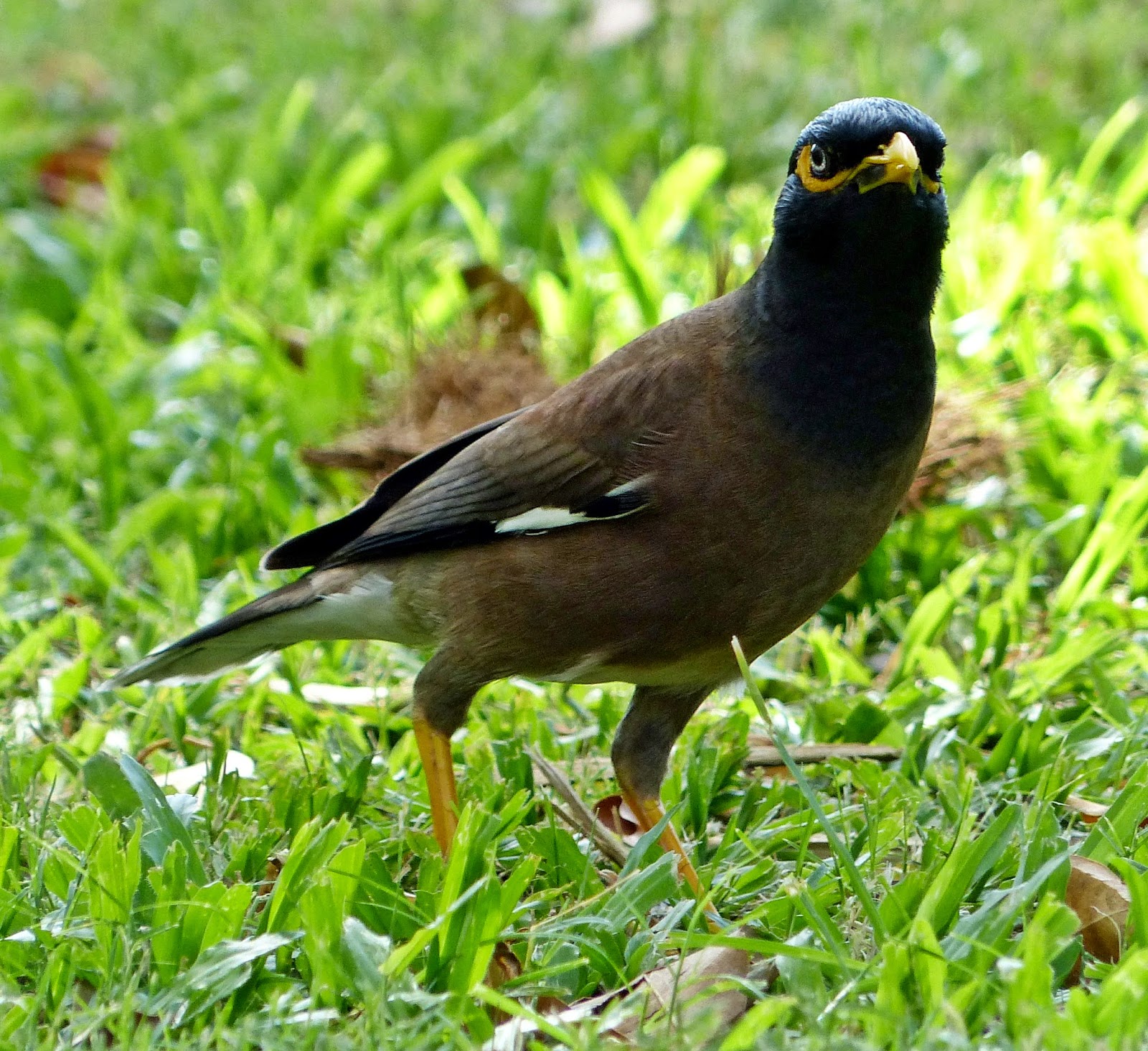 A.W.Birder Always on the lookout for fine birds... North Queensland