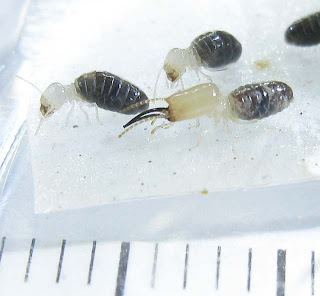 Termes laticornis soldier and workers