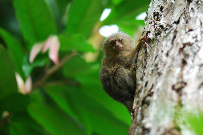 Happy Hootenanny: M is for Marmoset Happy Hootenanny: M is for Marmoset