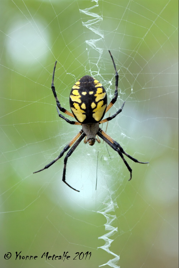 Nature Nut Lady Argiopes, at last!