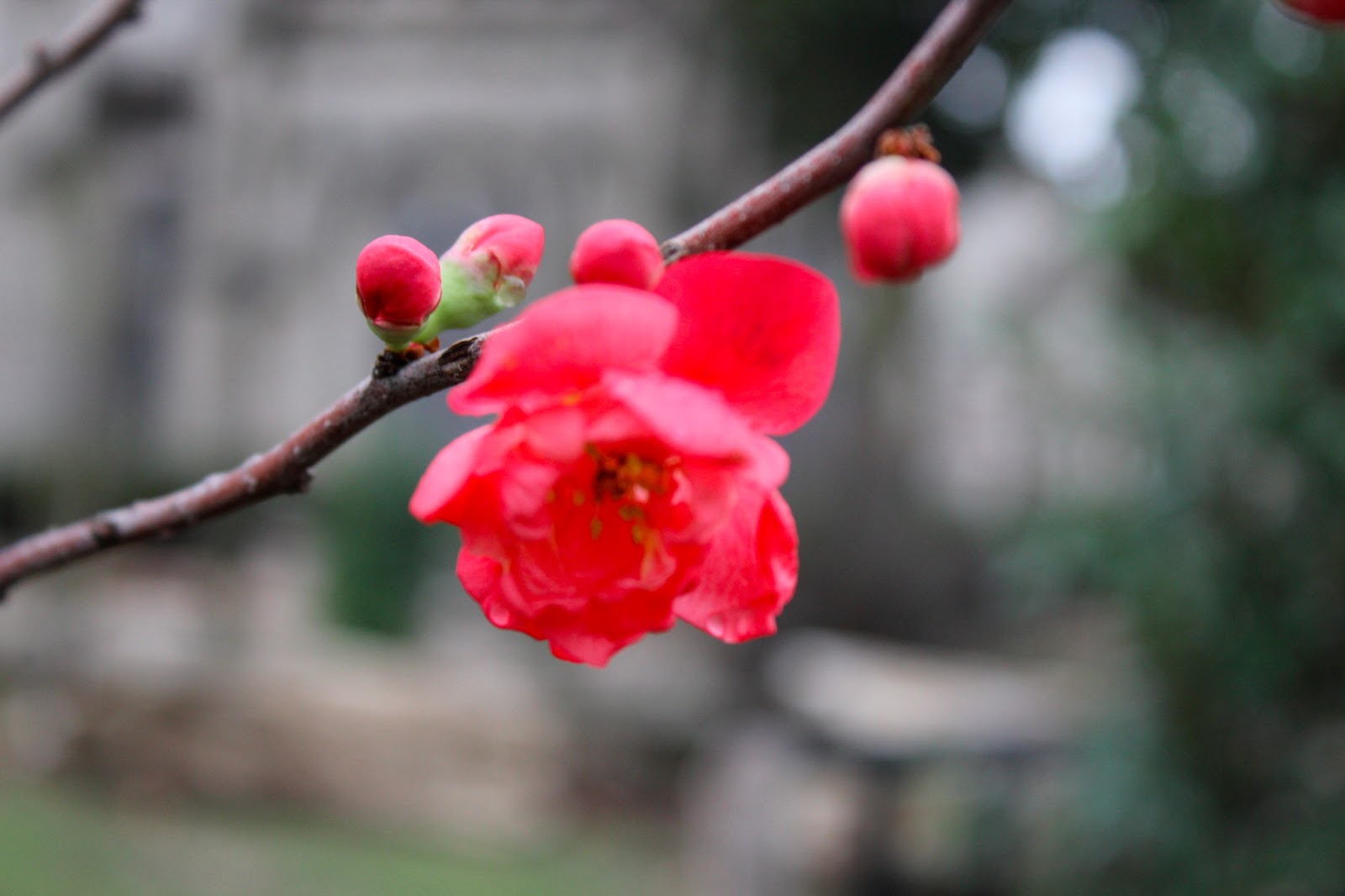 Japanese Quince Try It In Your Kitchen Anna Lewandowska
