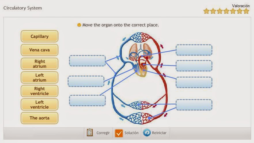 3. THE CIRCULATORY SYSTEM