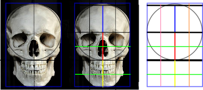 cranio+medidas1.png