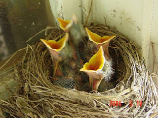 Funny Baby Birds