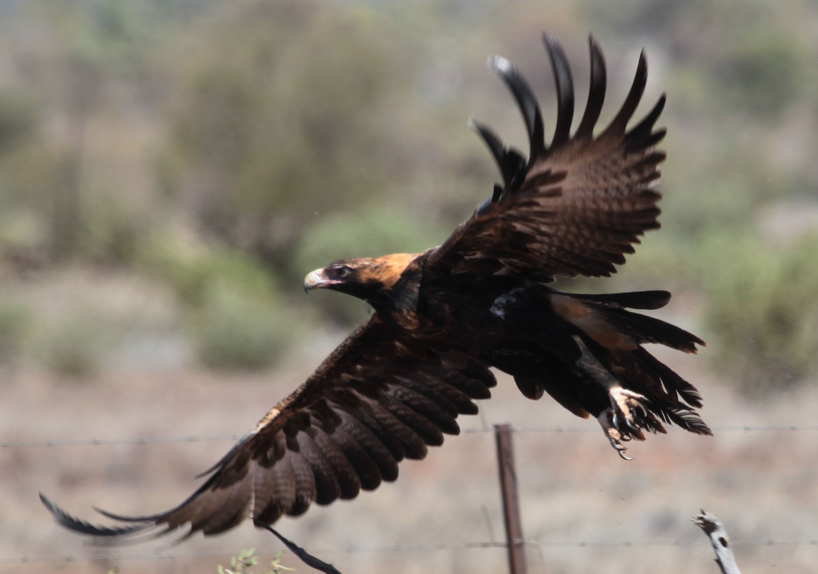 Richard Waring's Birds of Australia Wedgetailed Eagles photo bonanza