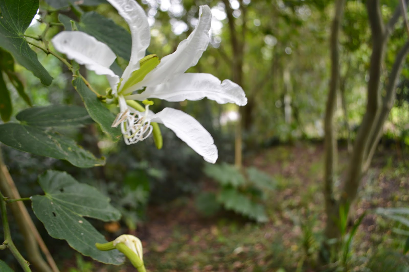 PATA DE VACA origen, características, propiedades, usos y mucho más