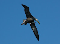 Albatross Espanola Suarez Point Galapagos