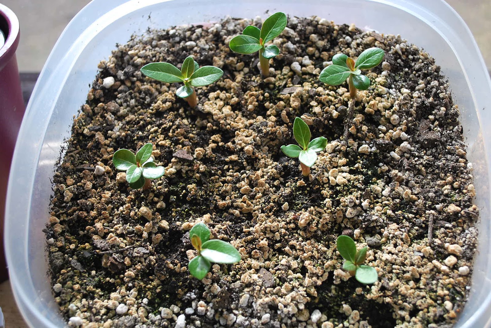 Kalachuchi Atbp Part III Adenium Seedlings Care