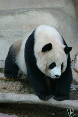 (Thailand) - Chiang Mai - Chiang Mai Zoo