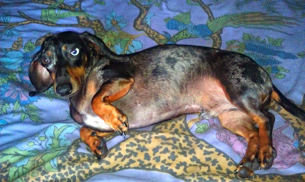 My Three Doxsons The Other Reason Dachshunds Have Short Legs