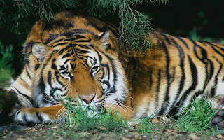 Bengal Tiger on Green Grass