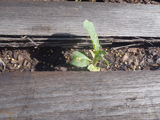 cabbage pest pallet garden