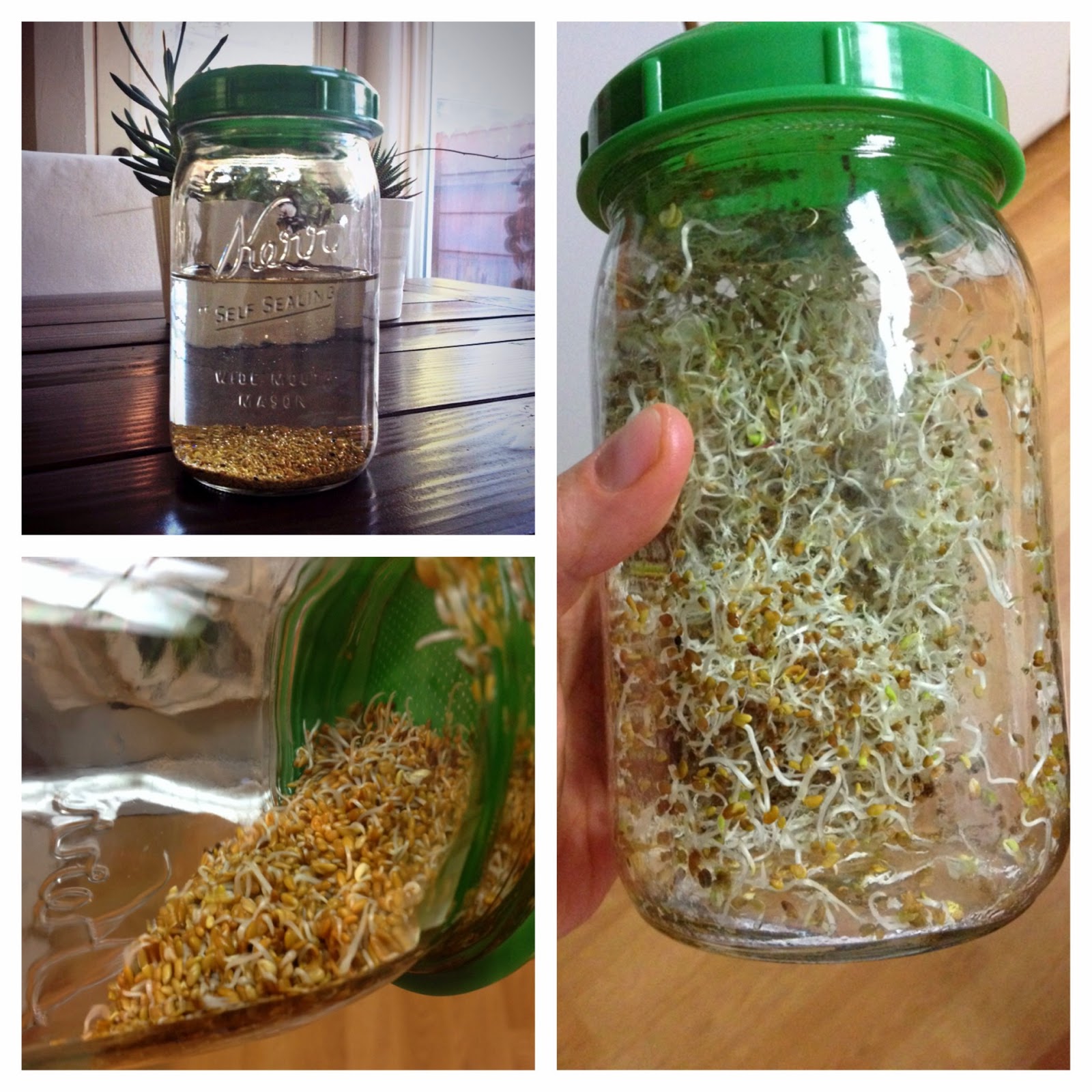 ice cream + french fries How to Grow Alfalfa Sprouts