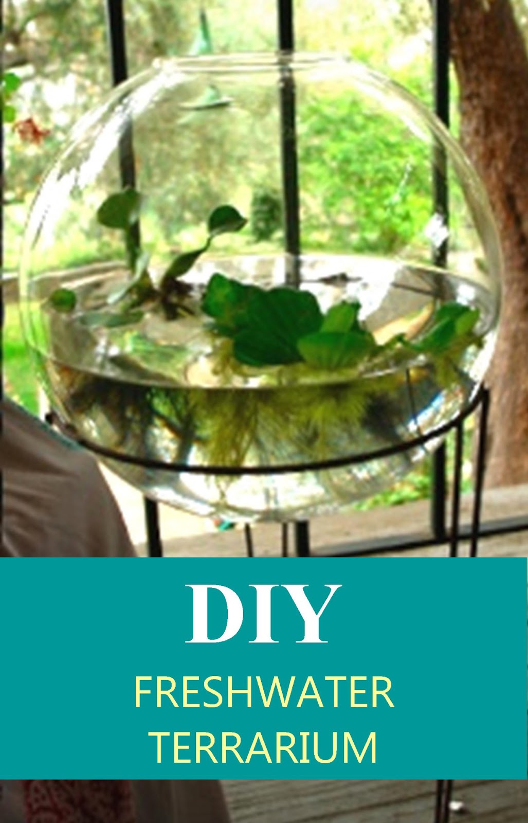 ArtSea Chic DIY Freshwater Terrarium