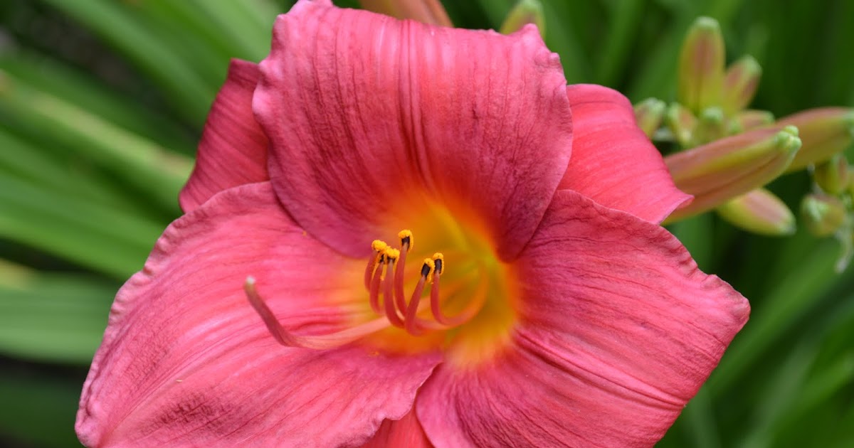 It's All About Purple: Garden Blooms!!!!