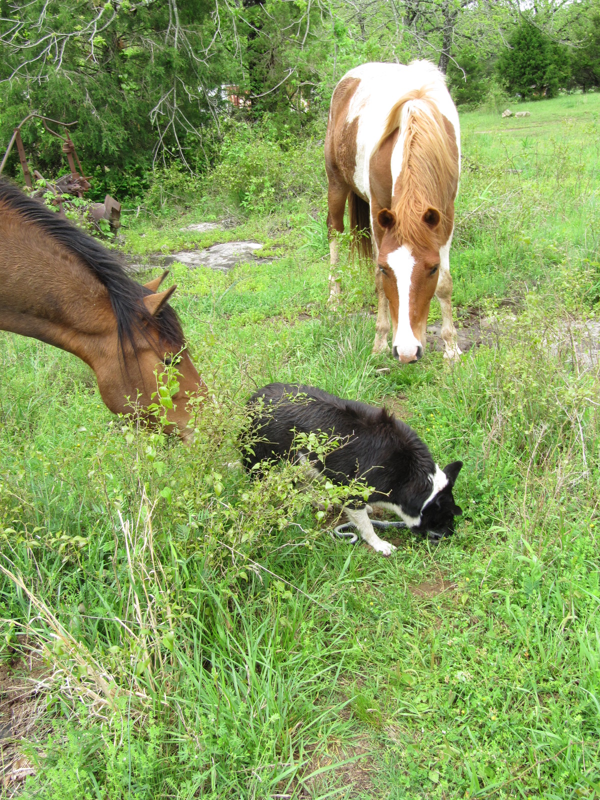 At The Farm... To Kill A Snake