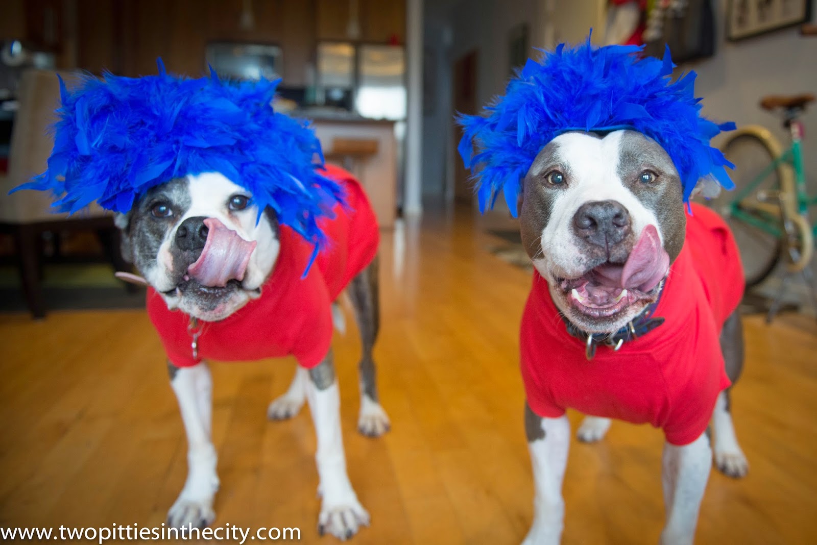 Two Pitties in the City DoggyStyle On Last Minute Dog Costumes