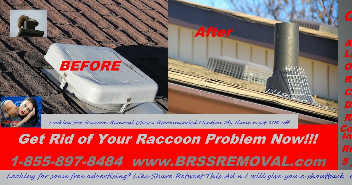 RACCOON REMOVAL GET RID OF RACCOONS Got Raccoon s in Chimney Soffit