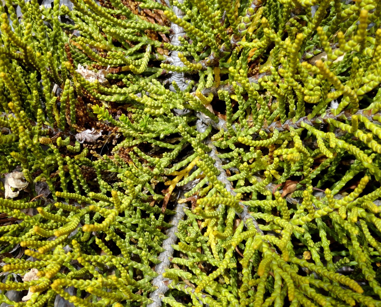 Pachystegia Insignis And Other Nz Plants At Ucsc