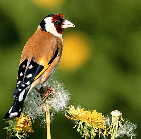 goldfinch uk