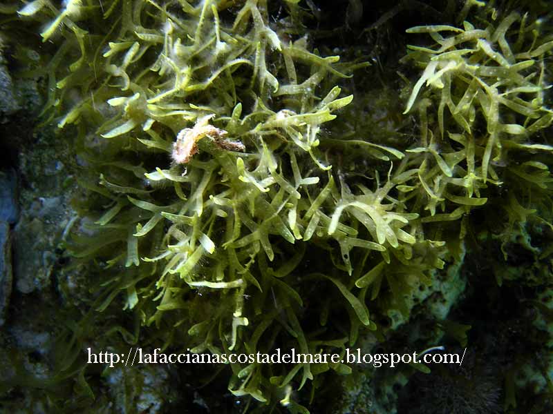 fotografia subacquea - Dyctiota dichotoma
