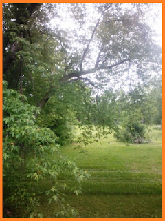 landscape of thick trees and grass. 