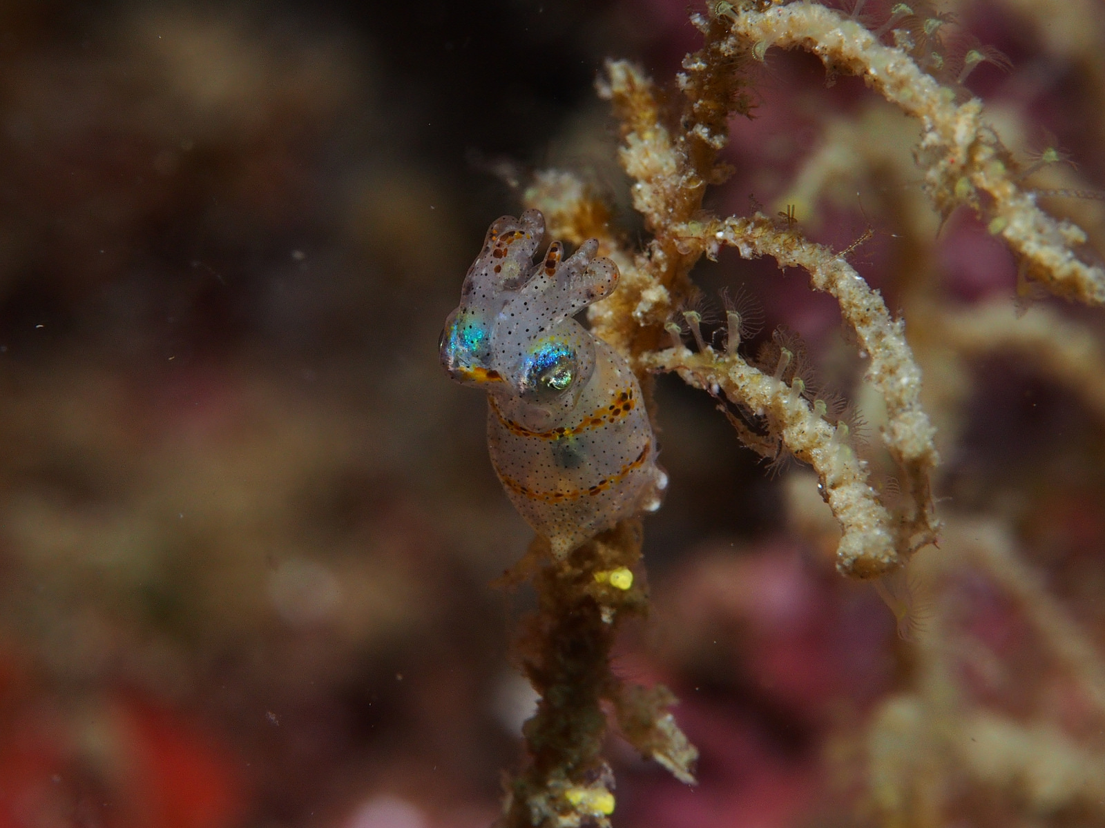 real monstrosities pygmy squid