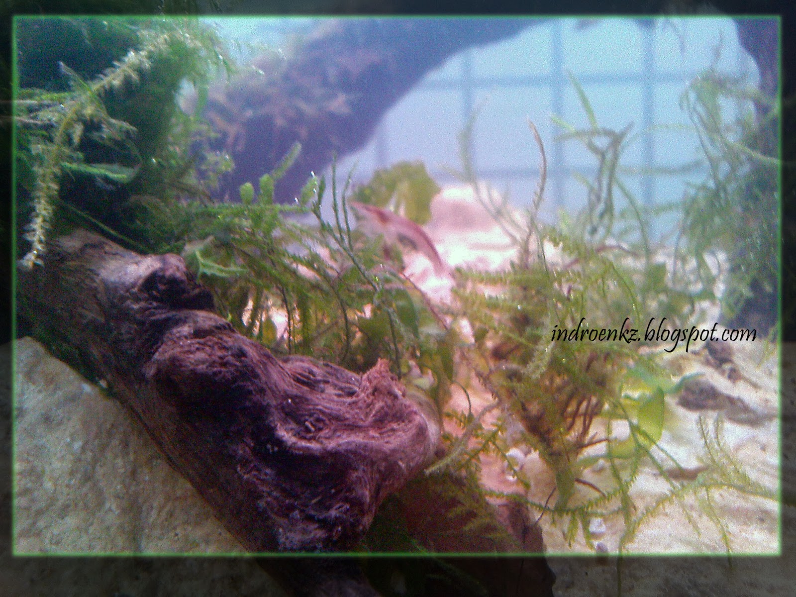 aquascape kl fauna aquascape fauna aquascape 28 images dunia air aquascape kl fauna aquascape fauna aquascape 28 images dunia air
