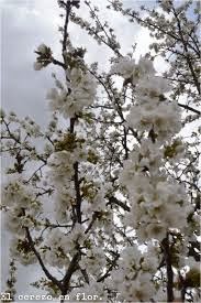 FLORES de cerezo