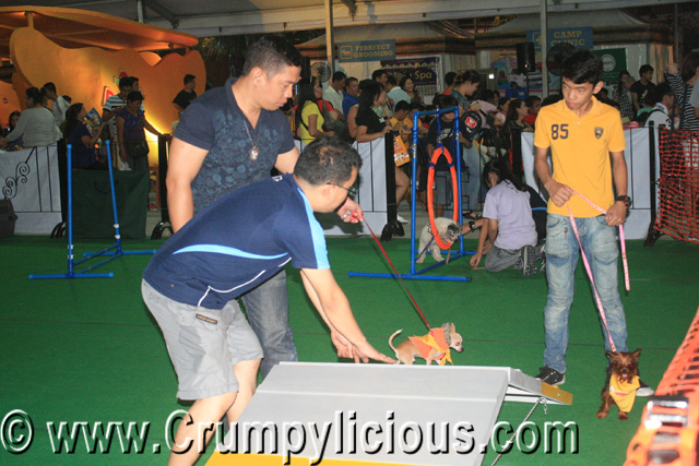 National Geographic's First Doggy Day Camp National Geographic's First Doggy Day Camp