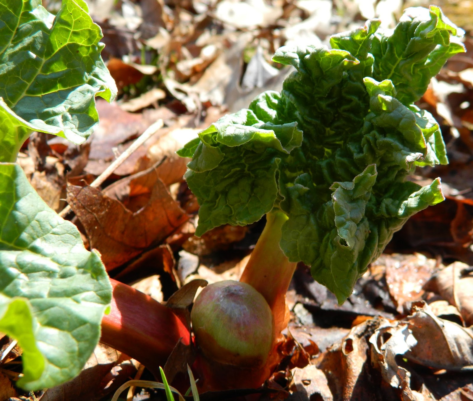 Lise's Log Cabin Life Rhubarb & It's Seed Pods
