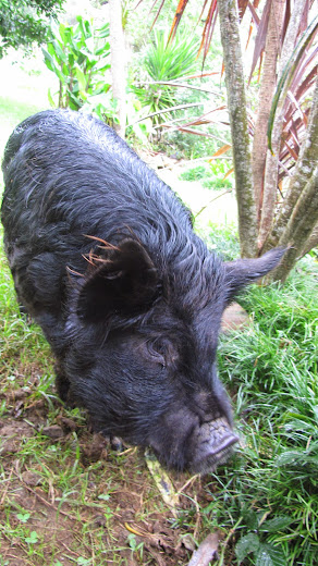 part kunekune part wild boar pig new zealand north island wwoof workaway