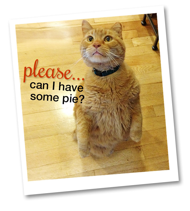Newton Begs for Pie - Happy Thanksgiving from Newton's Nook Deisigns