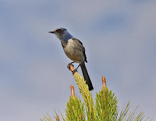 Florida Scrub Jay, Florida