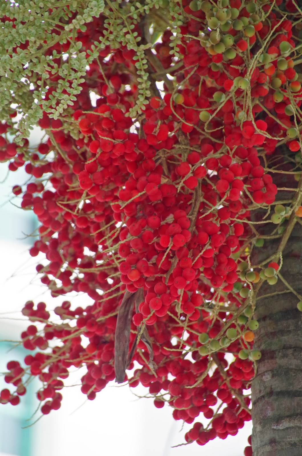 Trees and Plants Christmas Palm, Manila Palm, Kerpis Palm (Adonidia