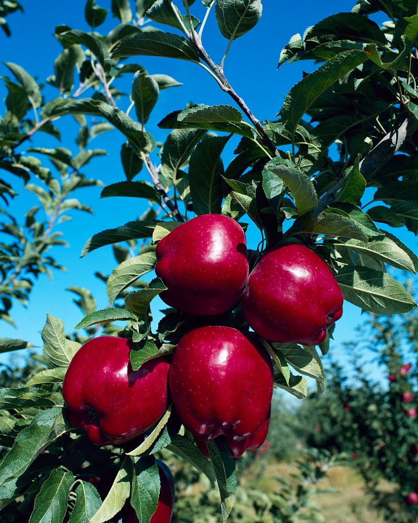 Watauga County Cooperative Extension Center Heritage Apples Still Available