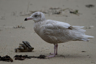 Gavión hiperbóreo, Larus hyperboreus, Glaucous Gull